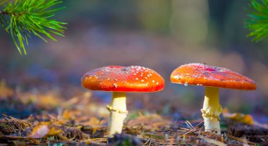 Orman açıklığında yakın plan kırmızı sineklik mantarı