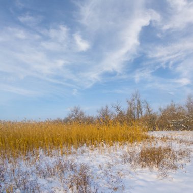 Mavi bulutlu bir gökyüzünün altında karla kaplı bir orman.