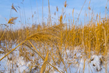 Mavi bulutlu bir gökyüzünün altında karla kaplı bir orman.