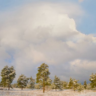 Karla kaplı köknar ağacı ormanı Bulutlu bir gökyüzünün altında