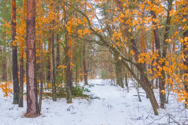 Sakin kış ormanı karla kaplı, mevsimlik açık hava manzarası