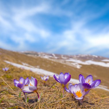 heap of wild violet crocus plowers growth on hill slope under a cloudy sky clipart