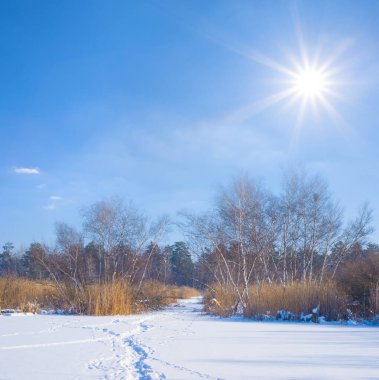 Kış ormanı açık güneşli bir günde karla kaplanır.