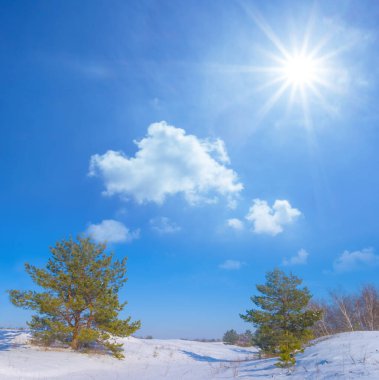 Kış köknar ağacı ormanı güneşli bir günde karla kaplıdır.