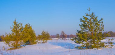 Kış köknar ağacı ormanı aydınlık bir günde karla kaplıdır.
