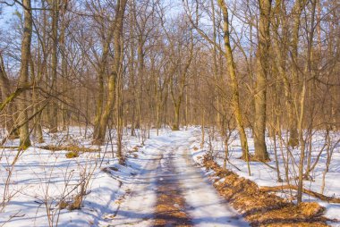 Aydınlık kış gününde, karlı bir havada, bir ormanın içindeki toprak yolu.