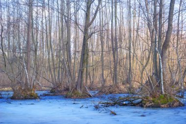 Aydınlık kış gününde, karlı bir ormanda
