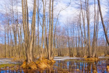 Aydınlık bir günde, bulutlu gökyüzünün altında, bahar ormanlarını sel bastı.