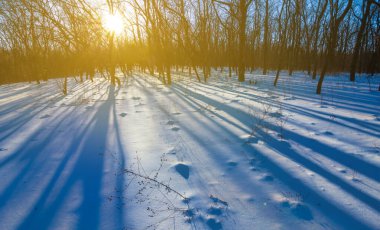 Kış ormanı gün batımında kar altında, mevsimlik doğa manzarası
