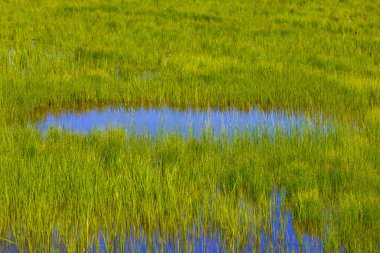Çimenlerdeki küçük bir gölet, sel basmış yeşil alan arka planı