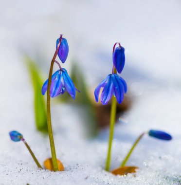 closeup blue snowdrop flowers push through a snow, beautiful spring natural background clipart