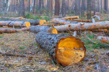 Ormanın açıklığında bir ağaç gövdesi yığını.