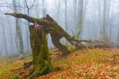 Kayın ormanının yoğun sisi, sakin açık hava orman sahnesi