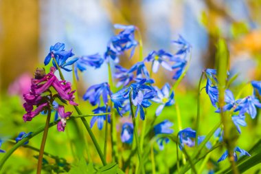 closeup heap of blue snowdrop flowers in spring forest, beautiful seasonal background clipart