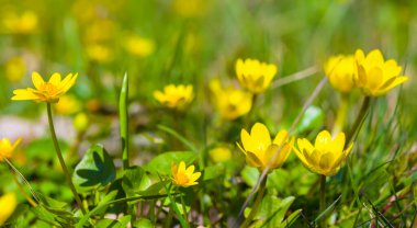 Bahar ormanlarında bir yığın yabani çiçek, güzel mevsimlik arka plan