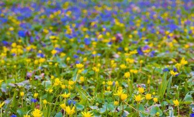 closeup heap of wild flowers in spring forest, beautiful seasonal background clipart