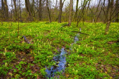 Çiçeklerle kaplı bir ormanda küçük bir dere.