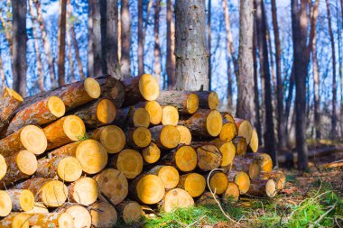 Çam ormanı açıklığında bir yığın ağaç gövdesi.