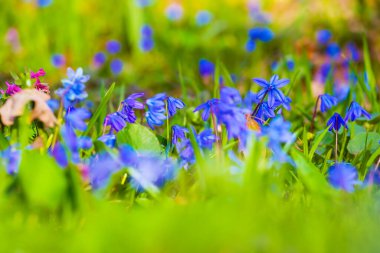 Bahar ormanlarında mavi kar damlaları yığını, güzel mevsimlik arka plan