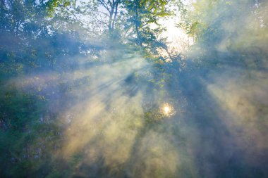 Göl kıyısındaki yeşil çalı dalları Güneş ışığı altında bir dumanın içinden geçiyor