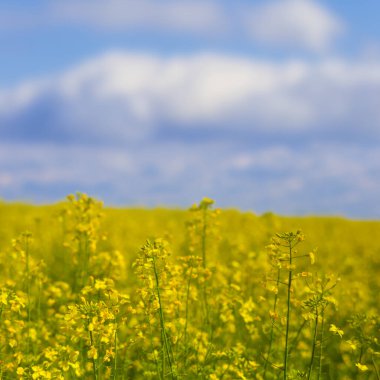 Geniş sarı tecavüz alanı Mavi bulutlu gökyüzünün altında