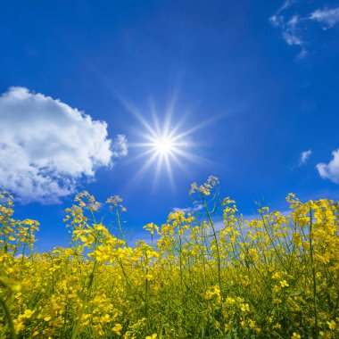 Pırıl pırıl bir güneşin altında mavi bulutlu gökyüzünde geniş sarı bir tecavüz sahası