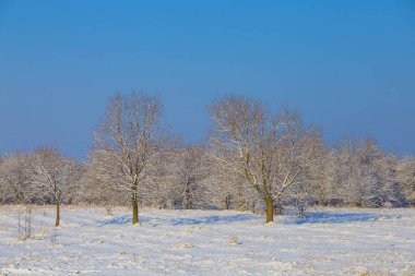 Aydınlık kış gününde karlı ormanlık arazide