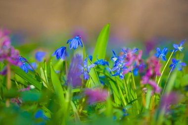 closeup heap of wild spring flowers in a forest, beautiful natural spring flower background clipart