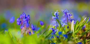 Ormandaki vahşi bahar çiçekleri yığını. Güzel, doğal bahar çiçeği arka planı.