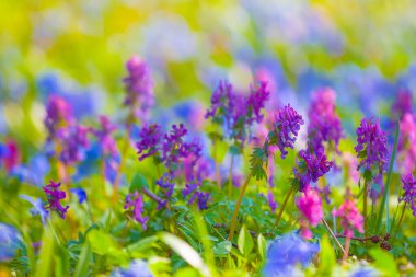 Ormandaki vahşi bahar çiçekleri yığını. Güzel, doğal bahar çiçeği arka planı.