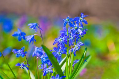 Ormandaki vahşi bahar çiçekleri yığını. Güzel, doğal bahar çiçeği arka planı.