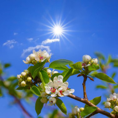 Işıl ışıl bir güneşin altında çiçek açan elma dalı