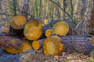 Orman açıklığında bir yığın köknar ağacı.