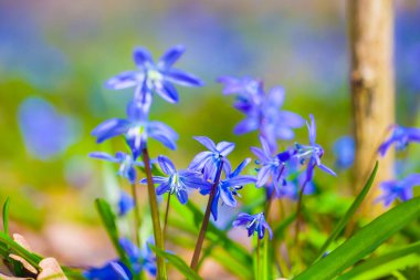 Bahar Ormanı 'nda yaban mavi kardamlası çiçeği