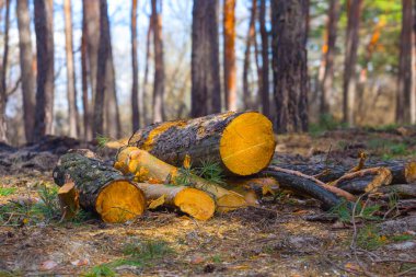 Orman açıklığında bir yığın köknar ağacı.