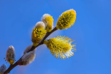 Mavi arka planda çiçek açan vahşi ağaç dalı