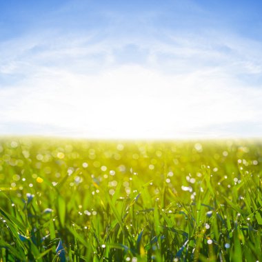 Geniş yeşil kırsal alan sabahın erken saatlerinde, güzel kırsal tarım manzarası