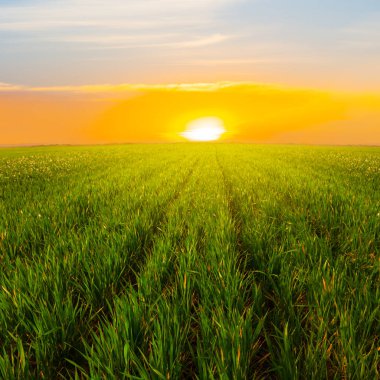 dramatik batımında yeşil kırsal alanlar