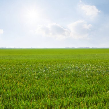 Işıl ışıl güneş altında yeşil bahar kırsal arazisi, mevsimlik kırsal tarım manzarası