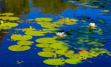 Yazın süzülen beyaz nilüferler sakin nehir, güzel mevsimlik açık hava manzarası