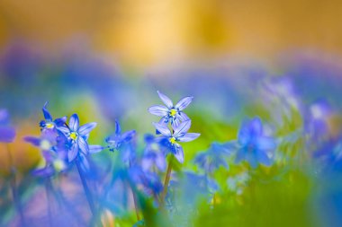 Bahar ormanında mavi kar damlası yığını. Güzel doğal mevsimlik arka plan.