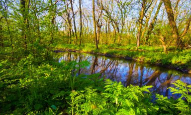 Yeşil bahar ormanlarının arasında küçük bir göl.