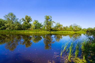 Sakin bir nehir, yaz günü sahilde ormanlı.