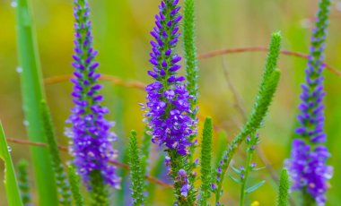 Yeşil çimenlikteki yabani çayır çiçekleri, güzel açık hava çiçekleri.
