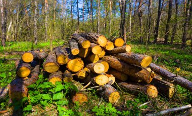 Bahar ormanı açıklığında bir yığın ağaç gövdesi