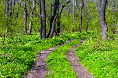 Baharın yeşil ormanında toprak yol