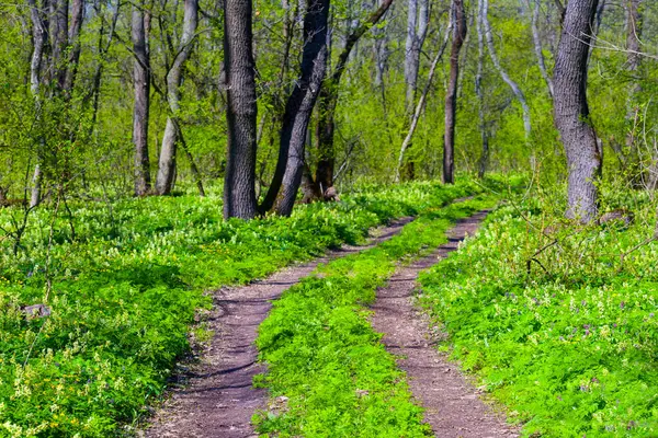 Baharın yeşil ormanında toprak yol