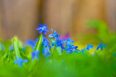Yakın plan vahşi mavi kardelen yığını çiçekler, güzel bahar doğal arka plan