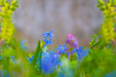 Yakın plan vahşi mavi kardelen yığını çiçekler, güzel bahar doğal arka plan