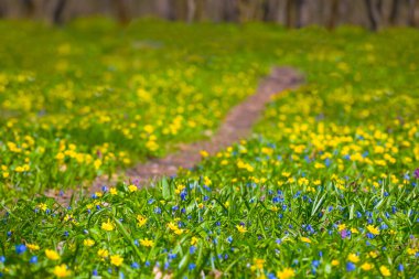 Ormanın içinden geçen toprak yol çiçeklerle kaplı.